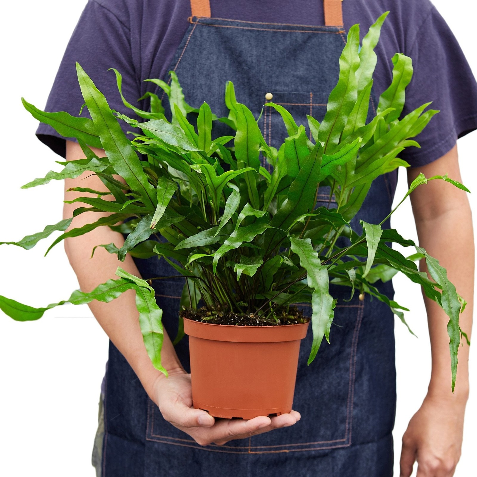 Fern ‘Kangaroo Paw’