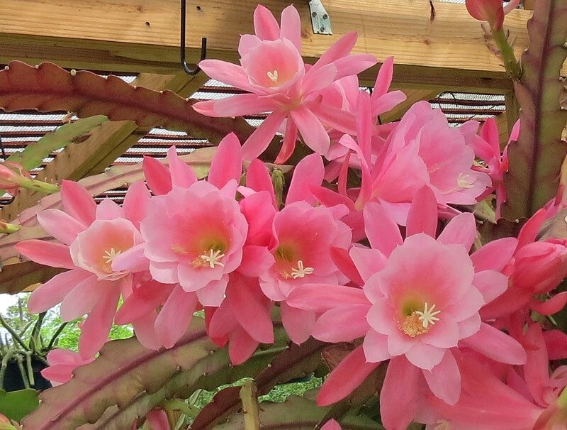Epiphyllum, Orchid Cactus, ” MORMOR “, Don’s Quart pots JULY/1