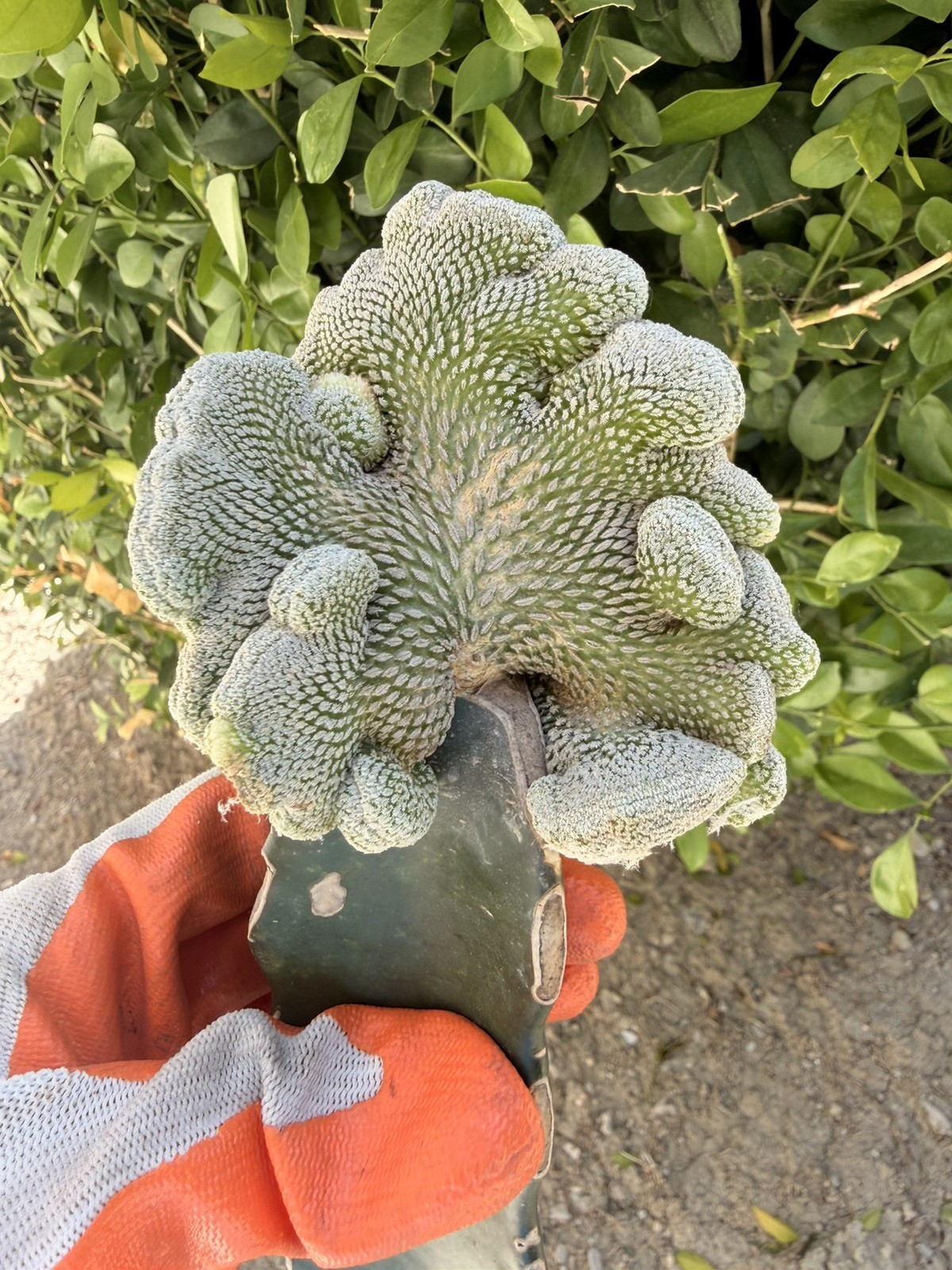 Rare Cactus Grafted