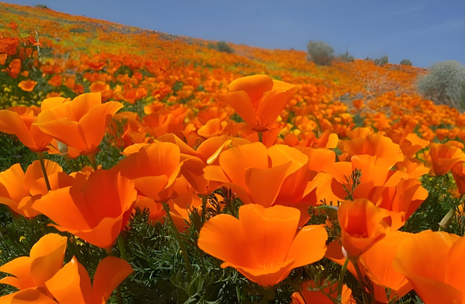 1000 California Poppy Seeds Eschscholzia californica Stunning Orange Wildflower
