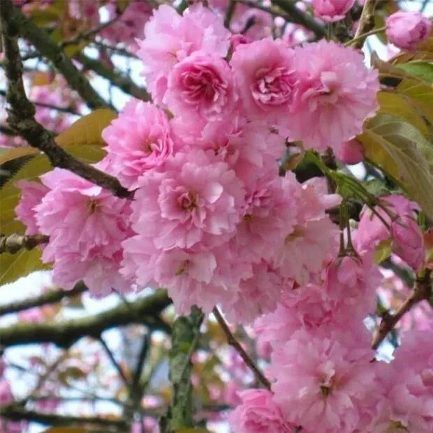 10 Japanese Cherry fresh cuttings unrooted for rooting great to grow Bonsai