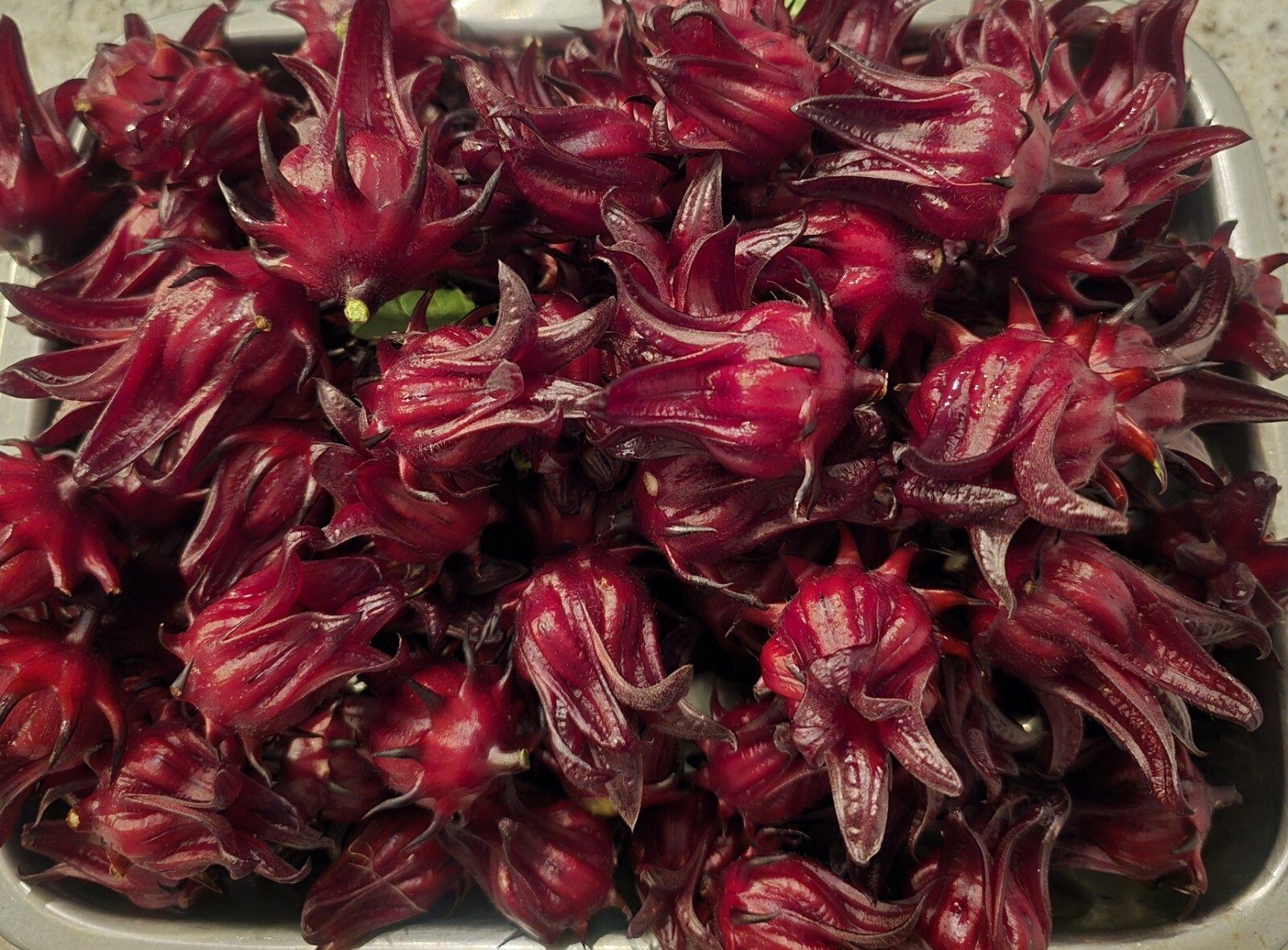 25 Red Hibiscus Roselle Seeds | Sabdariffa Sour Leaf Sorrel Chin Baung Jamaican