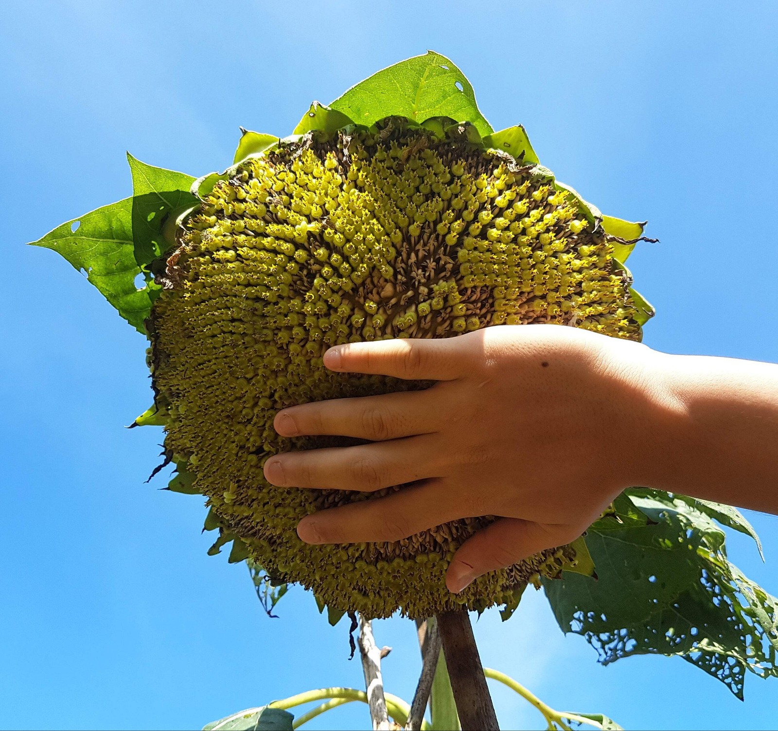 10 Early MAMMOTH RUSSIAN SUNFLOWER Helianthus Annuus Flower Seeds