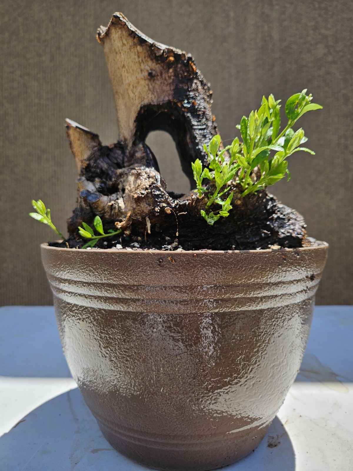 Old European Olive Bonsai Tree,,, SALE