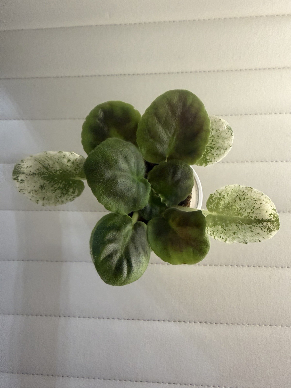African Violet PLANT ~ PT-Charovnitsa (sorceress) Starter