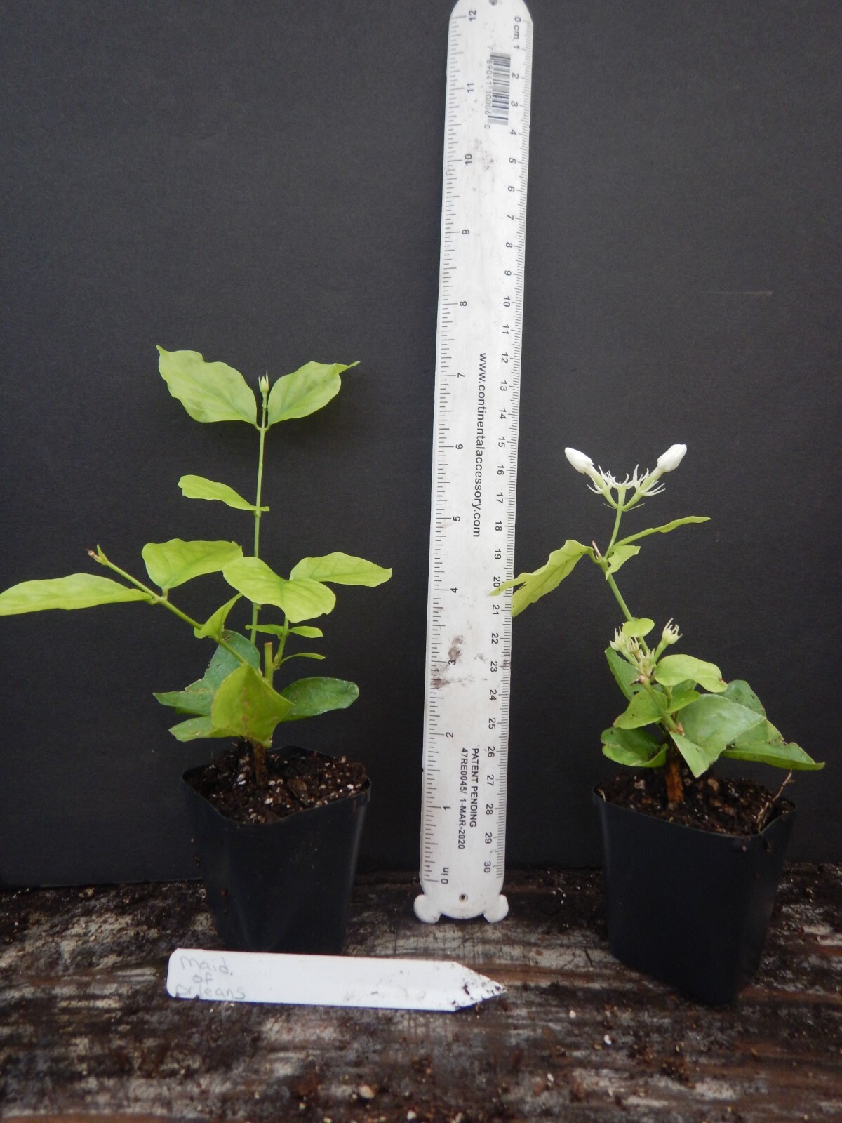 MAID OF ORLEANS JASMINE~Jasminum sambac~~Rooted STARTER Plant~Extremely Fragrant