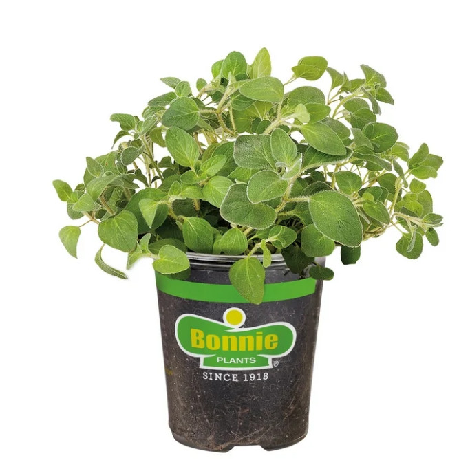(2 pack) Bonnie Plants Italian Oregano 19.3 oz.