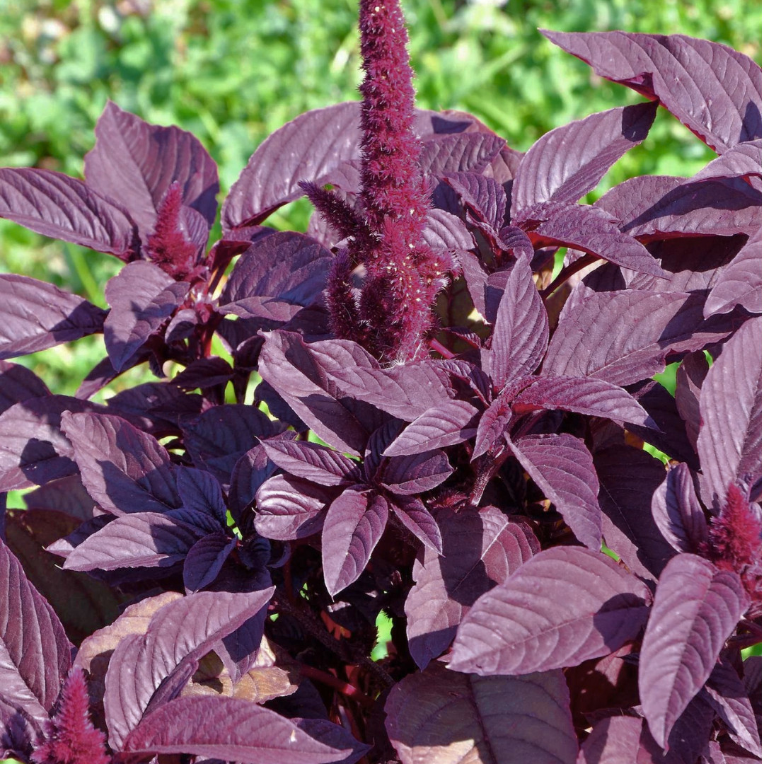 Fresh Premium Amaranth Red Leaf Seeds | Hu Hsien | Heirloom Non-GMO | Herb Seeds