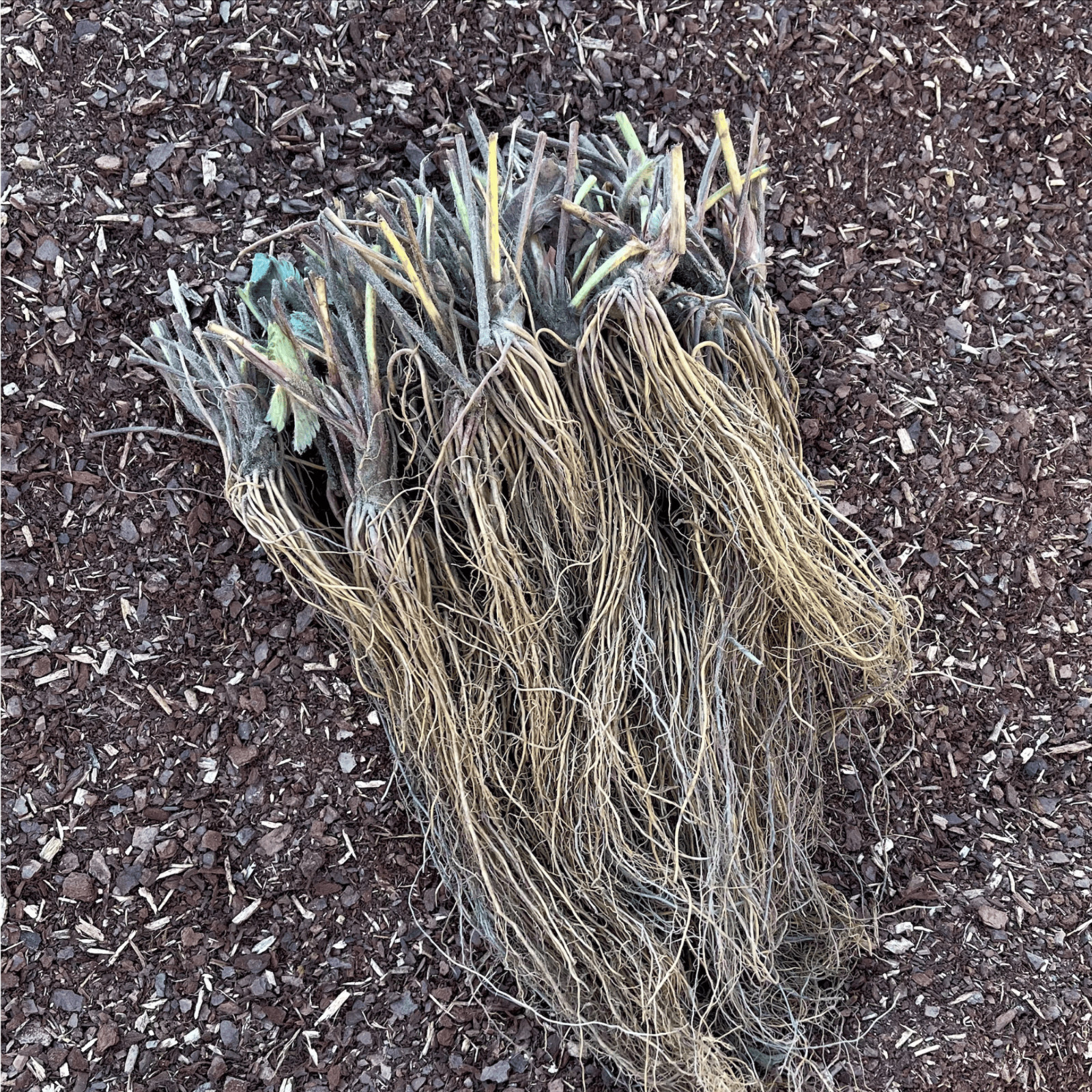 15 Albion Strawberry Roots – Bare Root Plants | Day-Neutral Everbearing Variety