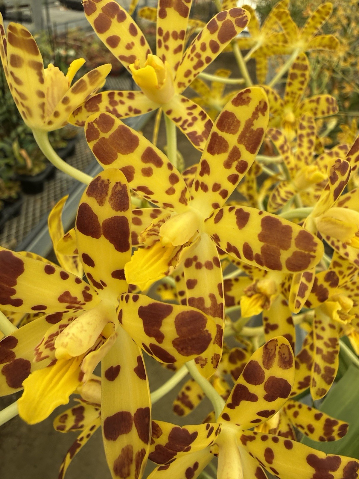 Orchid Plant Box full 10 plants Rescue bulb stem bare root cuttings