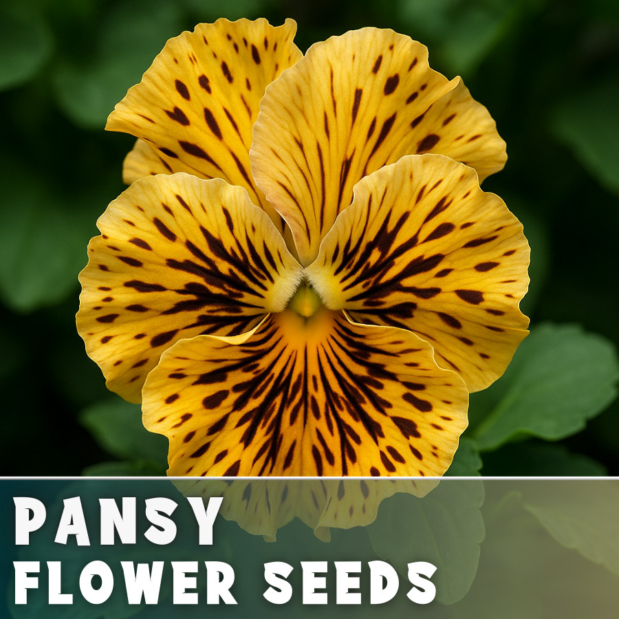 150+ Pansy Seeds (Viola) – Fragrant, Flower Seeds, Annual Seeds, Garden Seeds