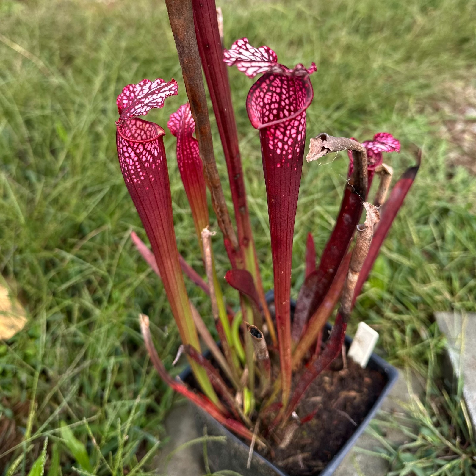 Sarracenia leucophylla – ‘Dark Red’ – South Carolina – Rooted Division