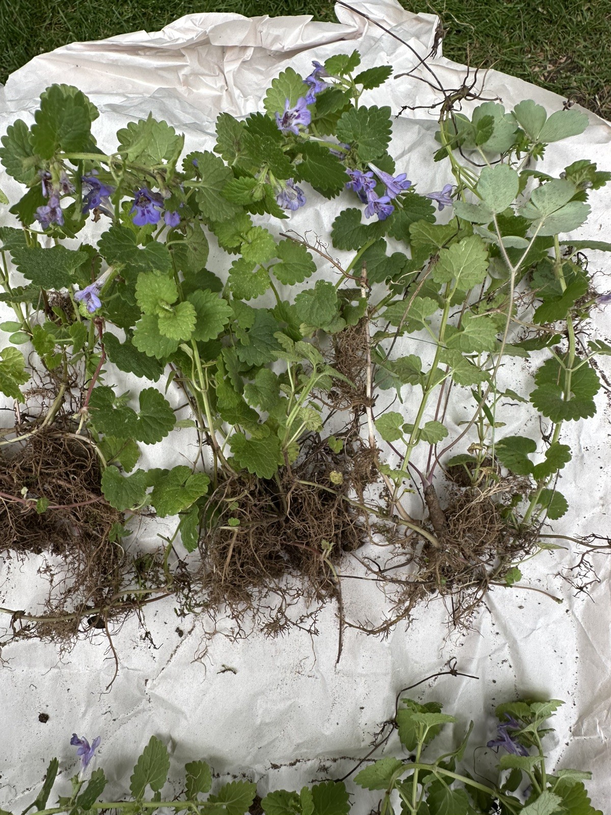 Creeping Charlie Plant Evergreen GROUND IVY Glechoma Hederacea live vine plant