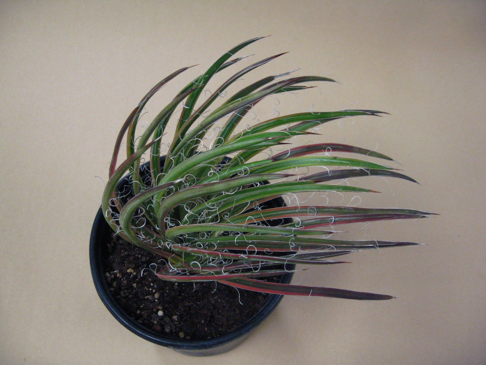 Agave “Leopoldii II” Marginata Aurea — Rare Succulent