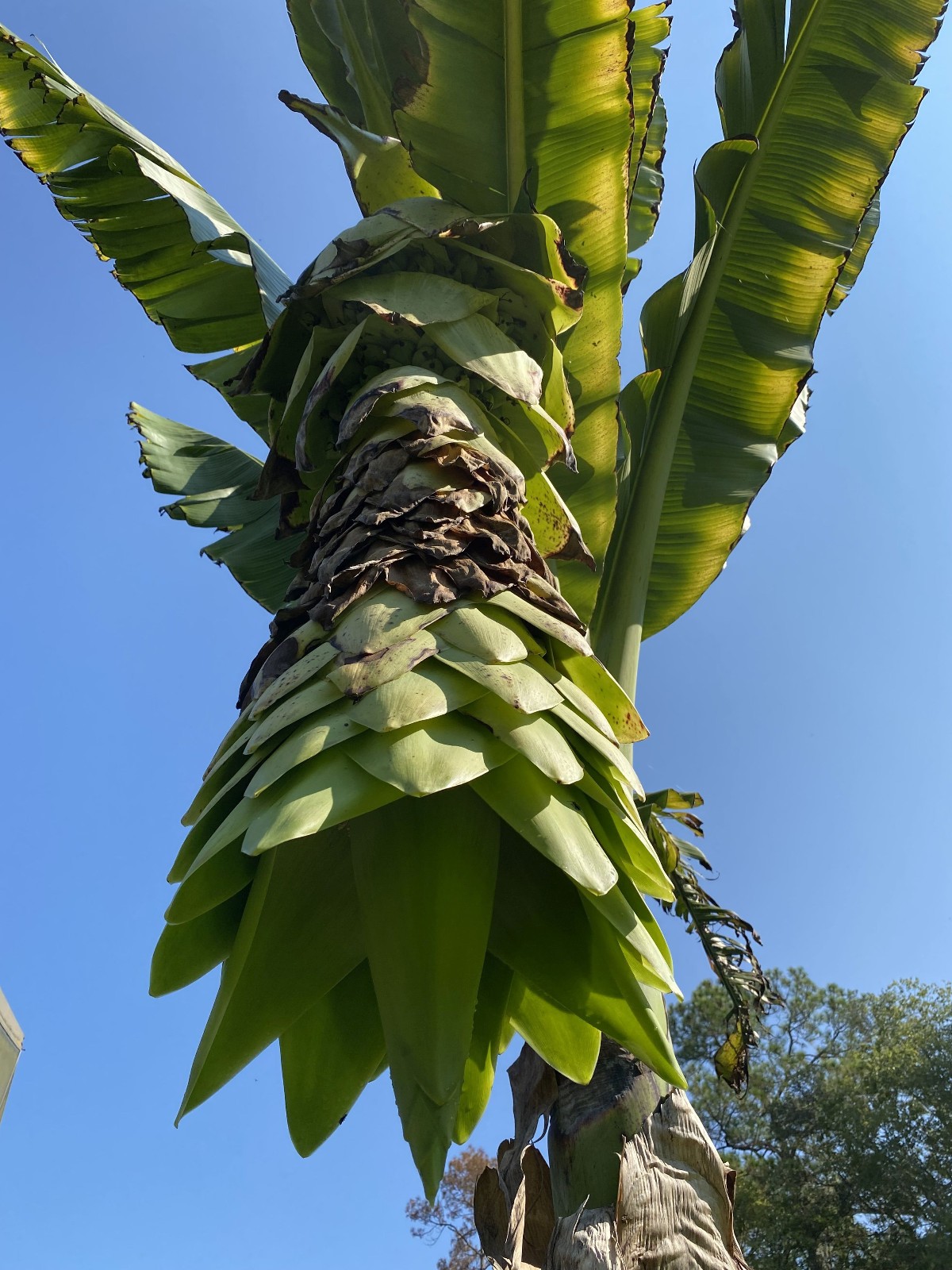 Ensete glaucum – Snow Banana Seeds!