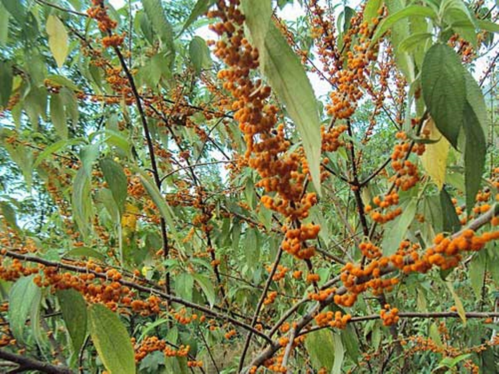 Charlies Golden Autumn Olive Rooted plant 15-20 inches tall