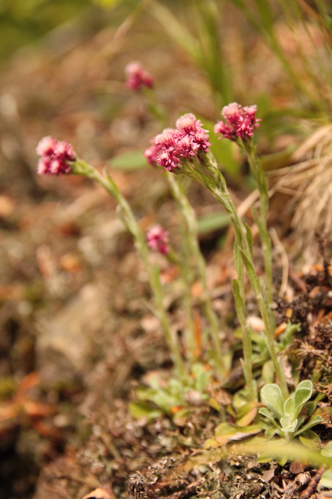 20 RED PUSSYTOES Pink RedTinted Antennaria Dioica Rubra Everlasting Flower Seeds