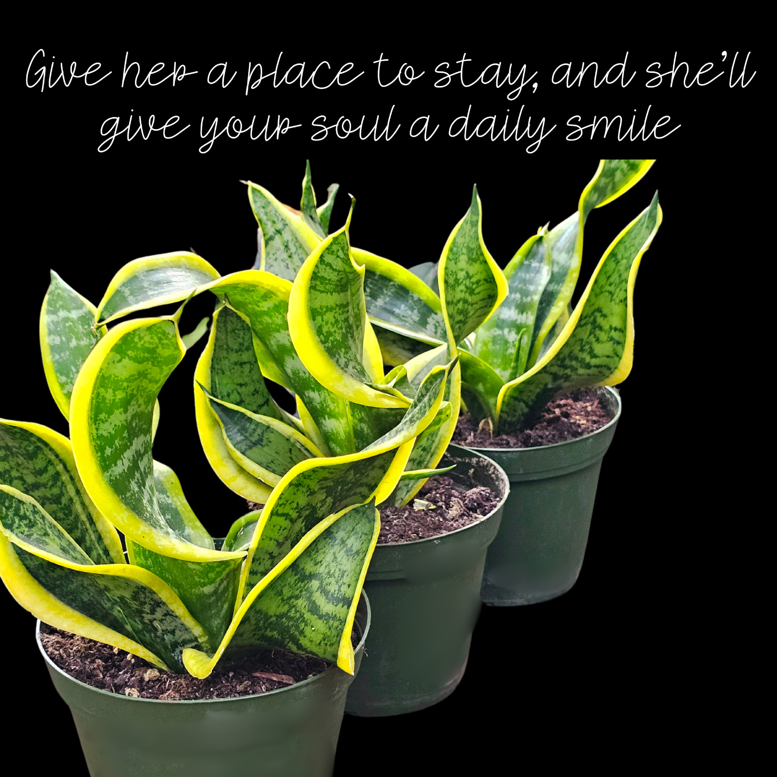 twisted sansevieria plant. snake plant in 6″ pot, potted plants, house plants