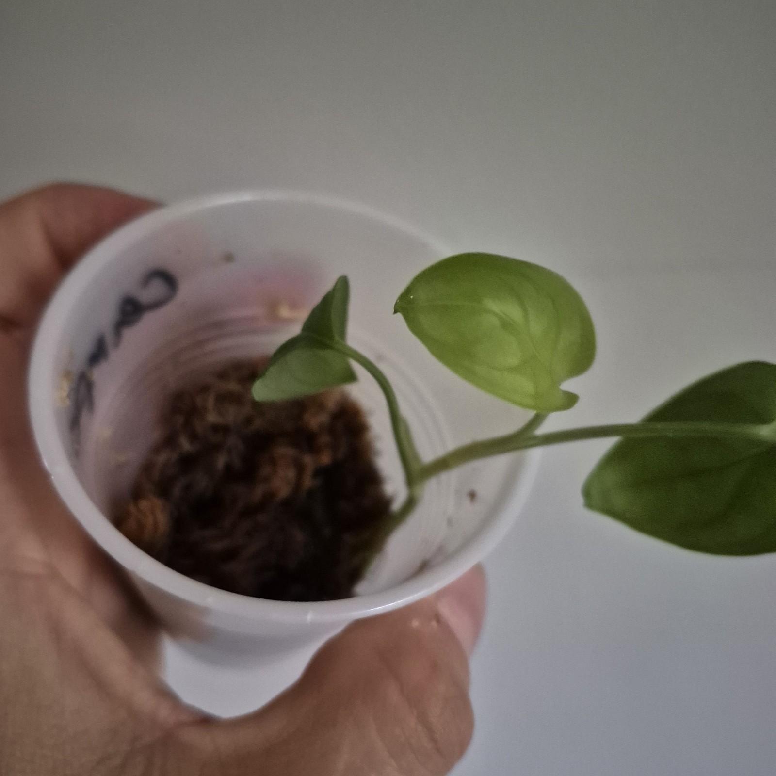 Philodendron Camposportoanum – Rooted Plant – Rare Plant 2.5 Inch