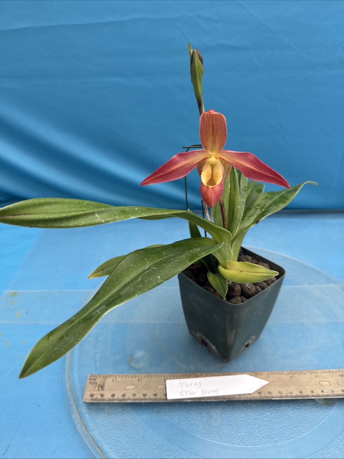 Phragmipedium Eric Young Orange Yellow Pink NBS Orchid New Import 4” Pot SPIKING