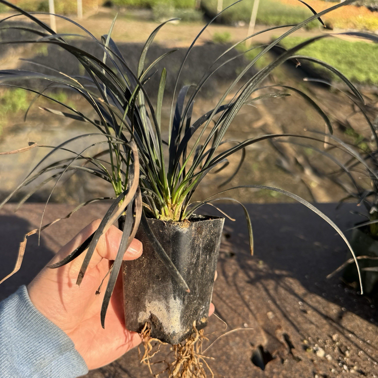 Pack of 1, Black Mondo Grass, Ophiopogon planiscapus ‘Nigrescens’,ONE Live Plant