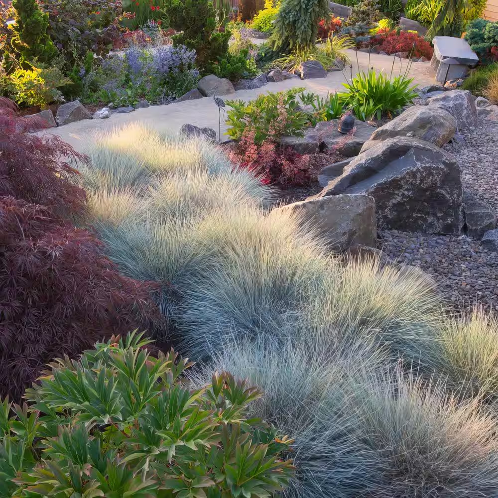 4 In. Elijah Blue Fescue Grass Plant (3-Pack)