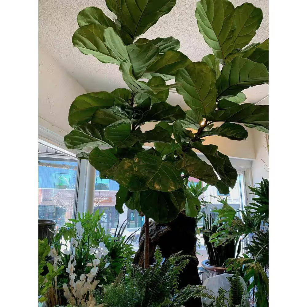 Fiddle Leaf Fig Tree-Live Plant in a 10 In. Pot-Ficus Lyrata-Florist Quality Air