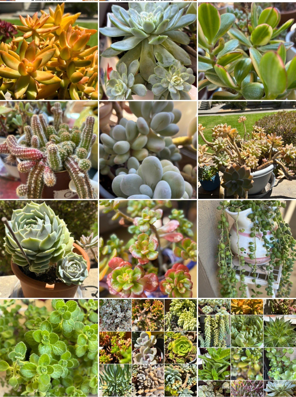 Succulent Cuttings Assorted 25 Beginner Colorful