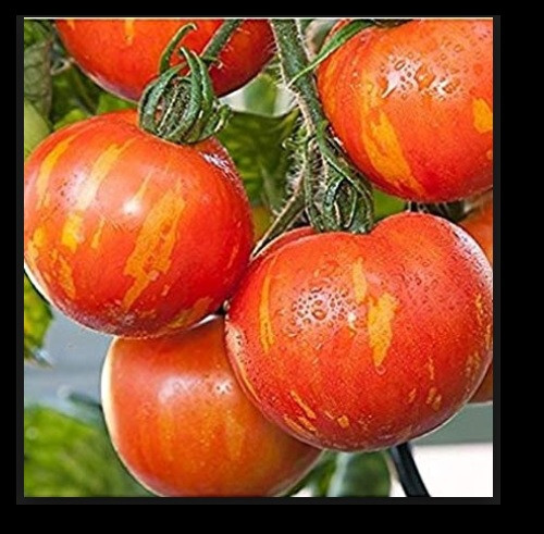 Red Zebra Tomato 10 – 100 Seeds Rare Colorful Heirloom Very productive!