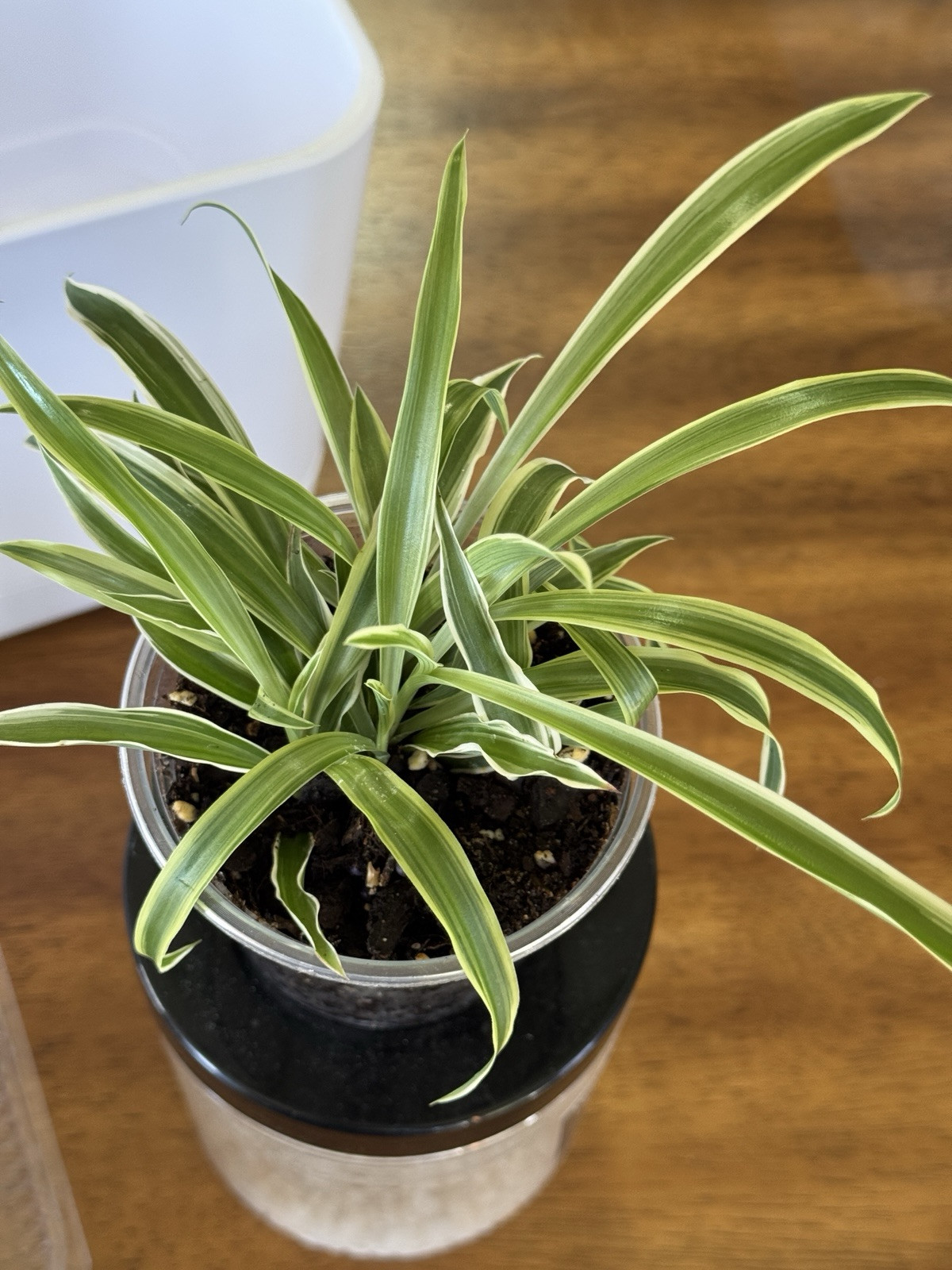 Spider Babies Live Plant Rooted 5-8 Plants Easy Care Air Purification