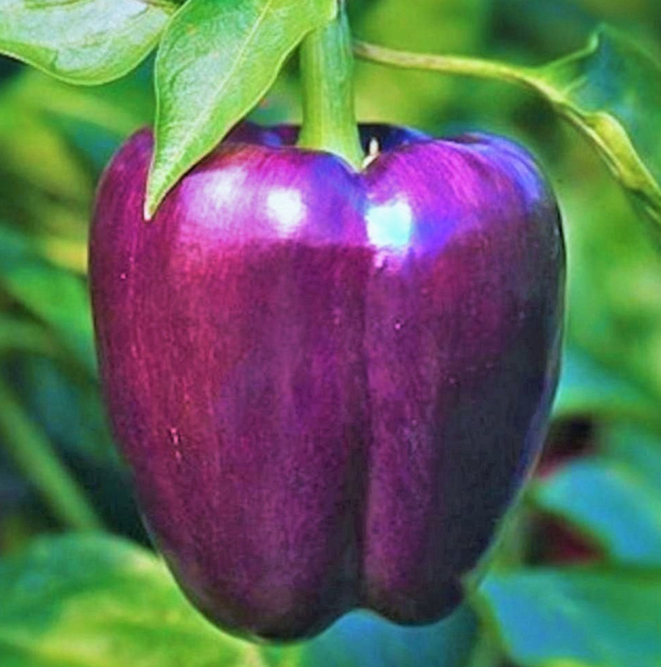 PURPLE BELL PEPPER SEEDS 50+ SWEET vegetable GARDEN plants CAPSICUM non-gmo