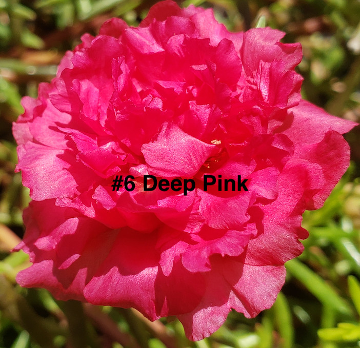 Moss Rose ( Portulaca Grandiflora ) , Mix, 10 unrooted Cutting