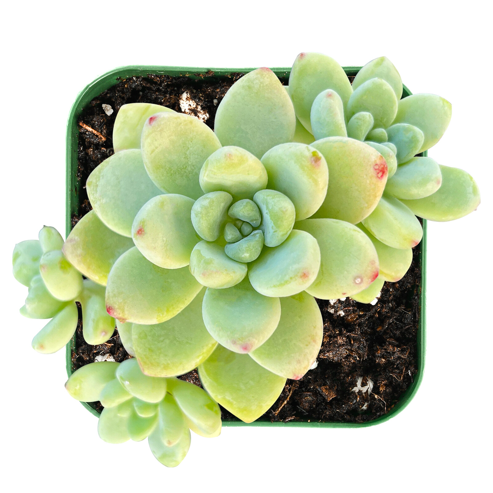 Live Fresh Sedum Clavatum Succulent Plant Fully Rooted in 2” Planter for Indoor