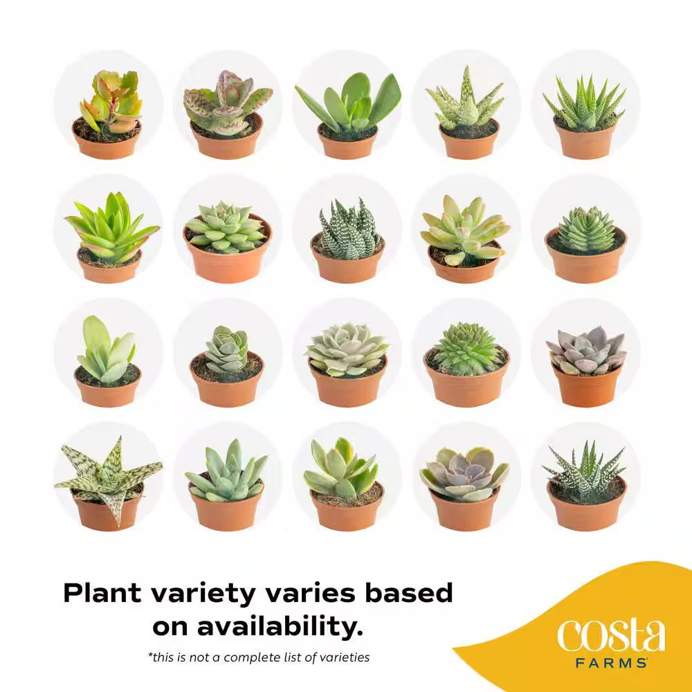 Mini Unique Indoor Succulent Plants in 2 In. round Grower Pot, Avg. Shipping Hei