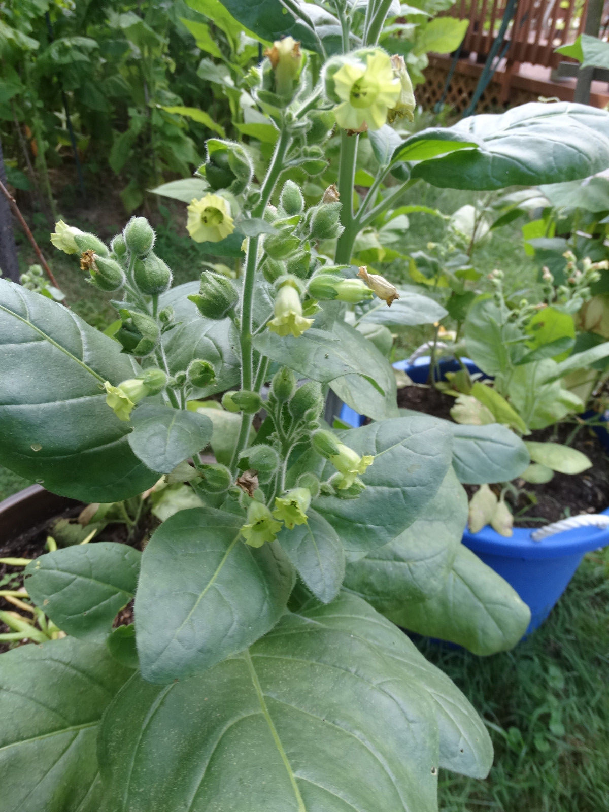 Ceremonial Indian TOBACCO 1000+ SEEDS NICOTIANA RUSTICA Mapacho Aztec Makhorka
