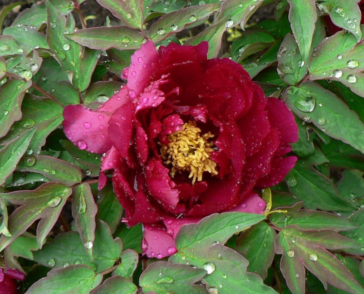 “Dark Gold Dazzle Splendor” large flower tree peony
