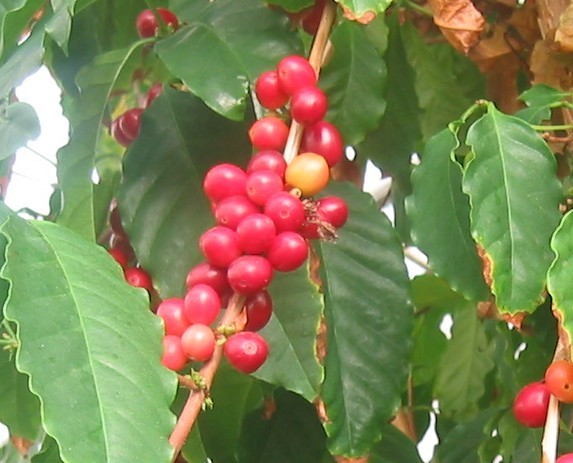 Dominican Jarabacoa Coffee Bean Seeds (25) / DELICIOUS / Easy / RARE
