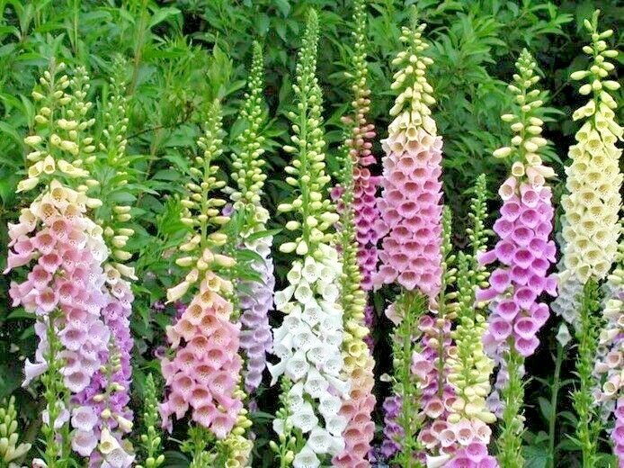 2501+FOXGLOVE MIX Seeds Wildflower Shade Garden Patio Container Cut Flowers Easy
