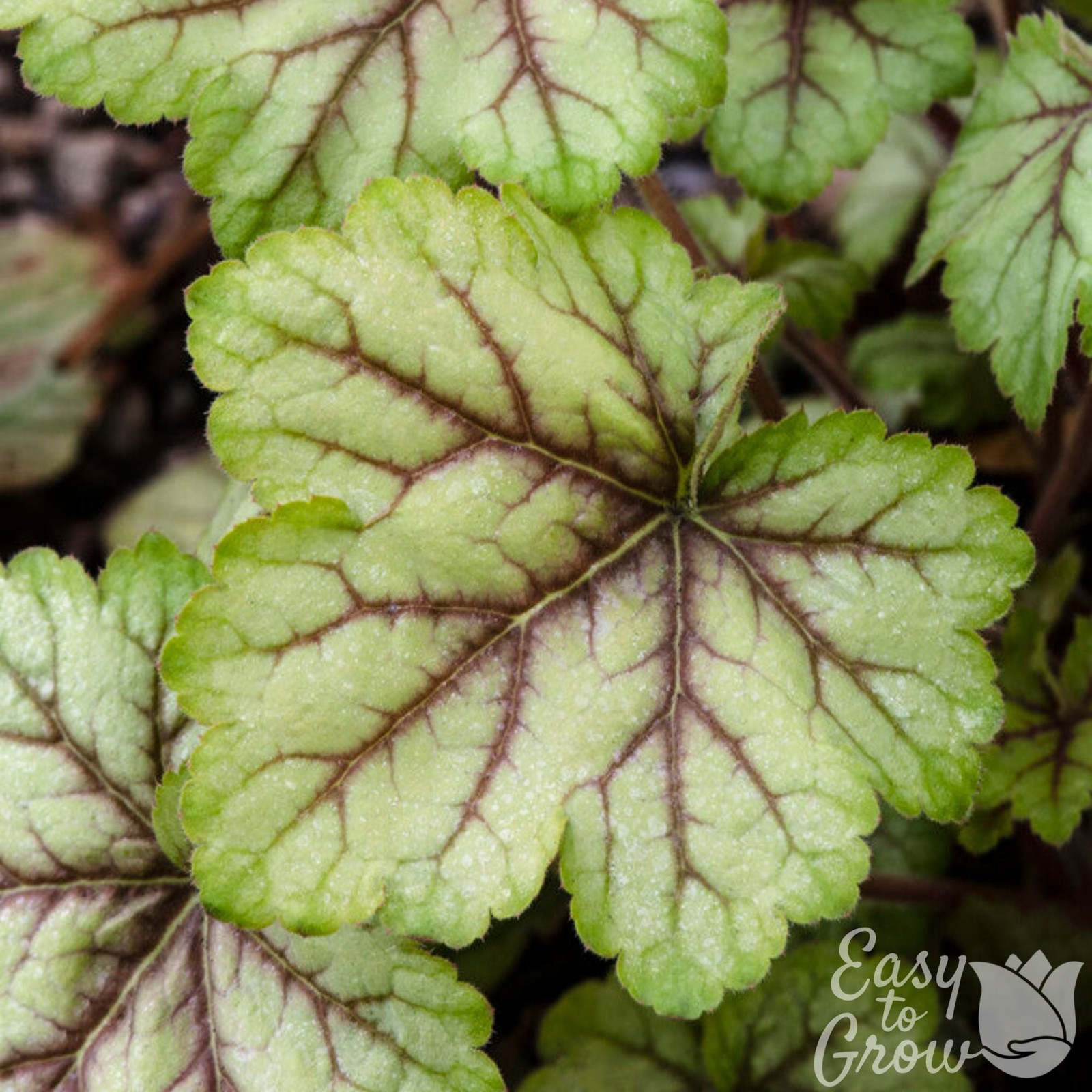 Heuchera Circus 2 Potted Plants – Rooted in Quart Pots for Shade, Easy to Grow