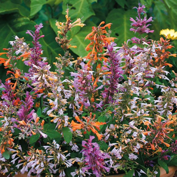 200 Seeds Agastache Aurantiaca Fragrant Delight Mexican Hyssop Flower Seed Mix