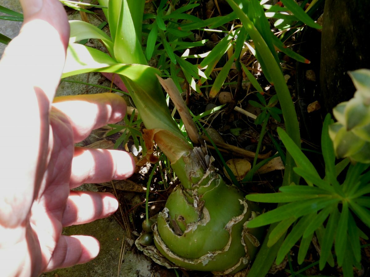 ORNITHOGALUM CAUDATUM PREGNANT ONION BULB