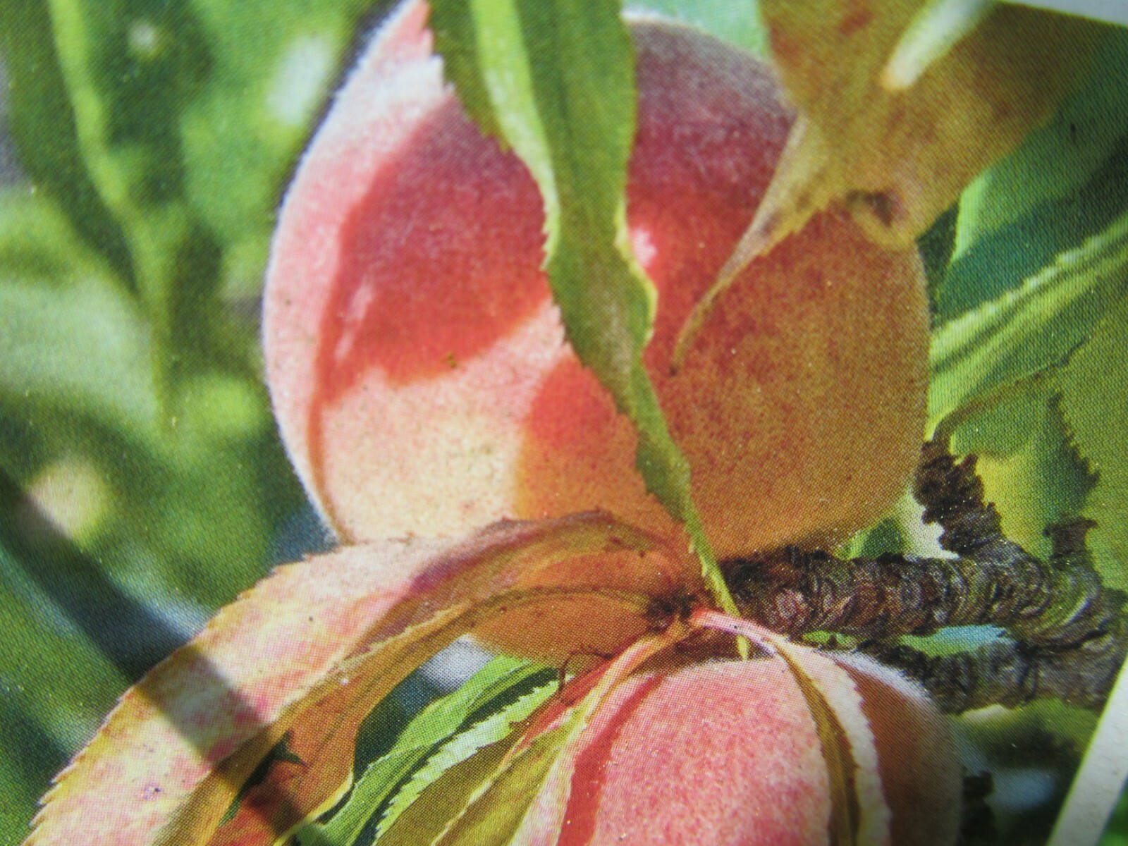 1 Peach Tree Seedling 8 – 12” tall