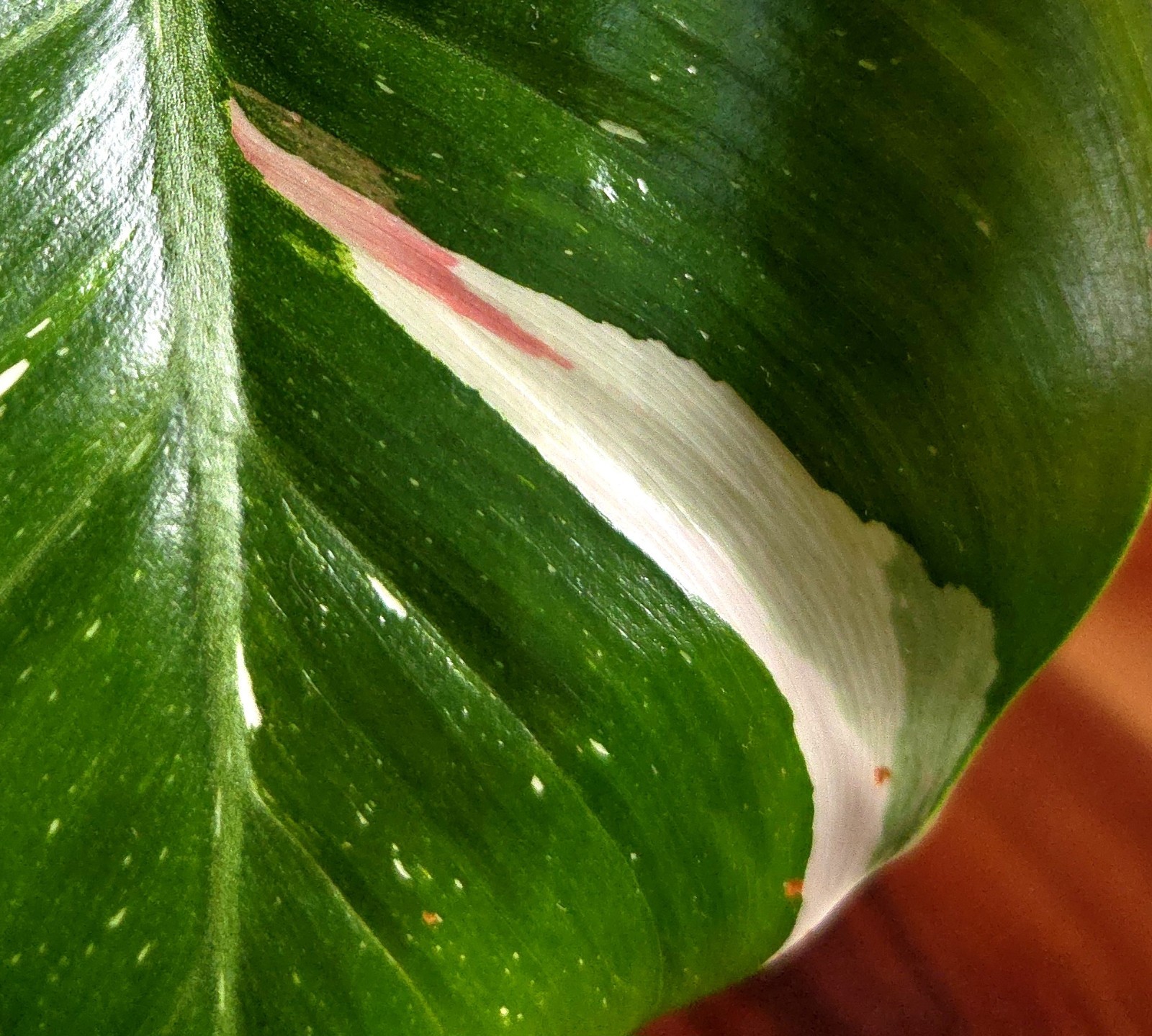 Rare Philodendron White Princess Tricolor 25″ Tall w/ Pups Not Aroid Anthurium