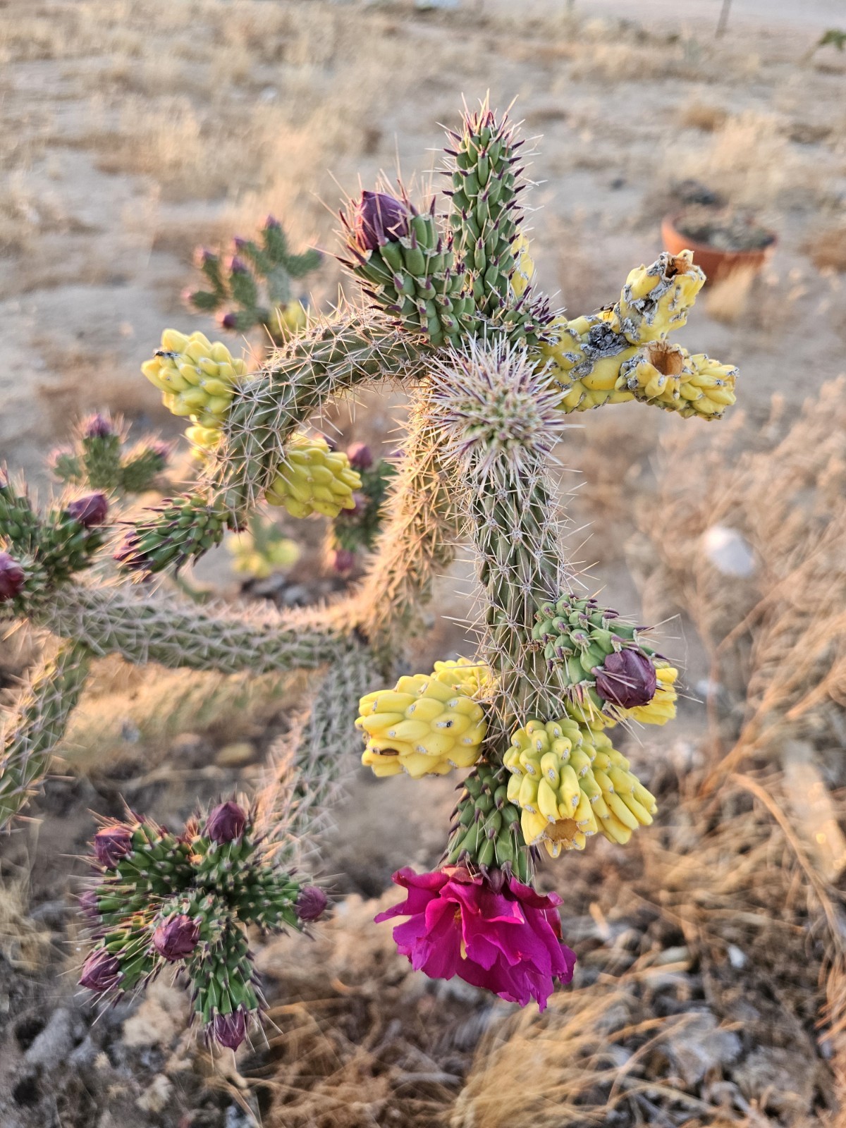 Cylindropuntia Imbricata sbs spinosior (Tree cholla), 3 cuttings 4-6”; 0F Hardy