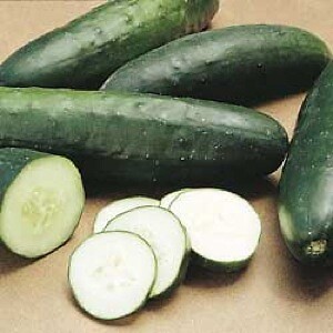 Cucumber Straight 8 Elite F1 250 seeds