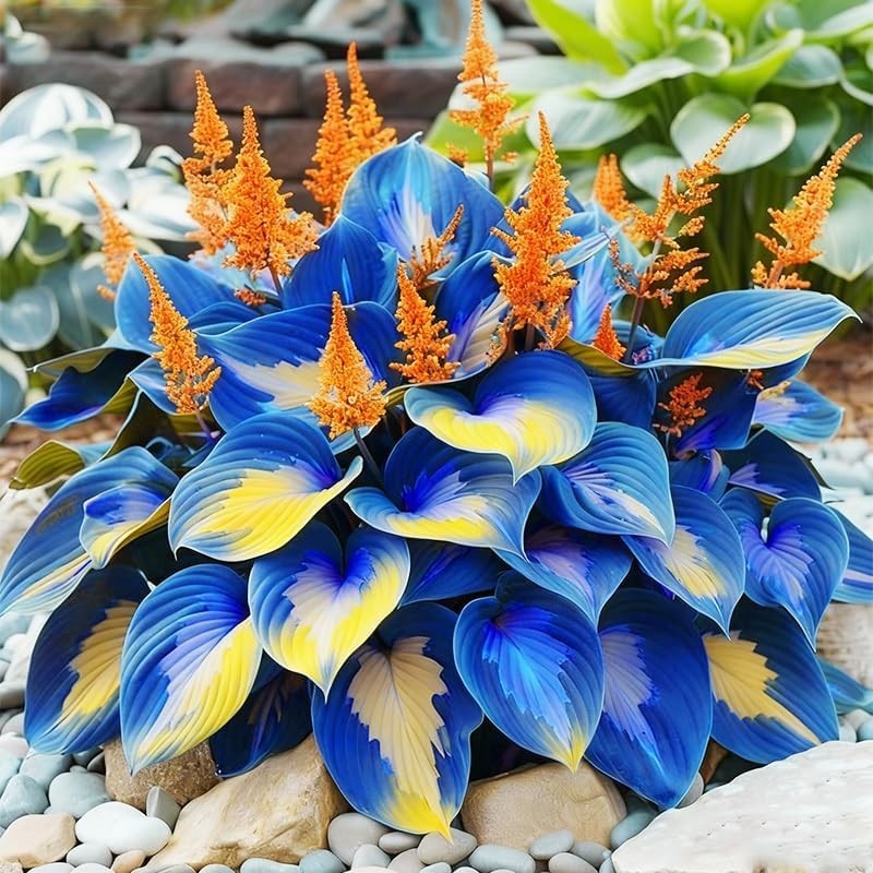 315+ Perennial Mix Color Hosta Seeds for Planting in Outdoor Garden – Shade Tole