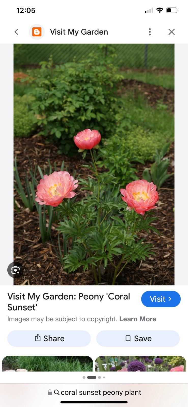 1 Bare Root (2-3 Eyes) Peony “Coral Sunset”