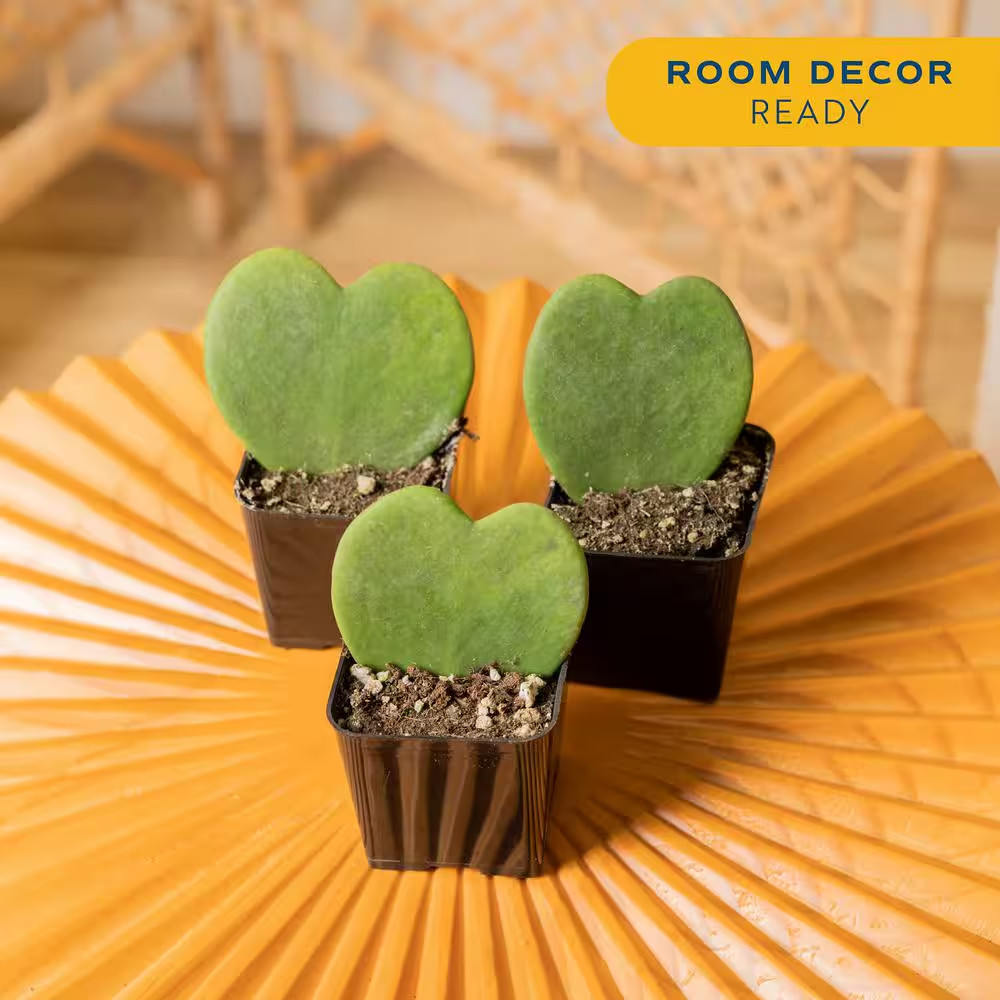 Hoya Kerrii Heartshaped Indoor Plant in 2.5 In. Grower Pot, Avg. Shipping Height