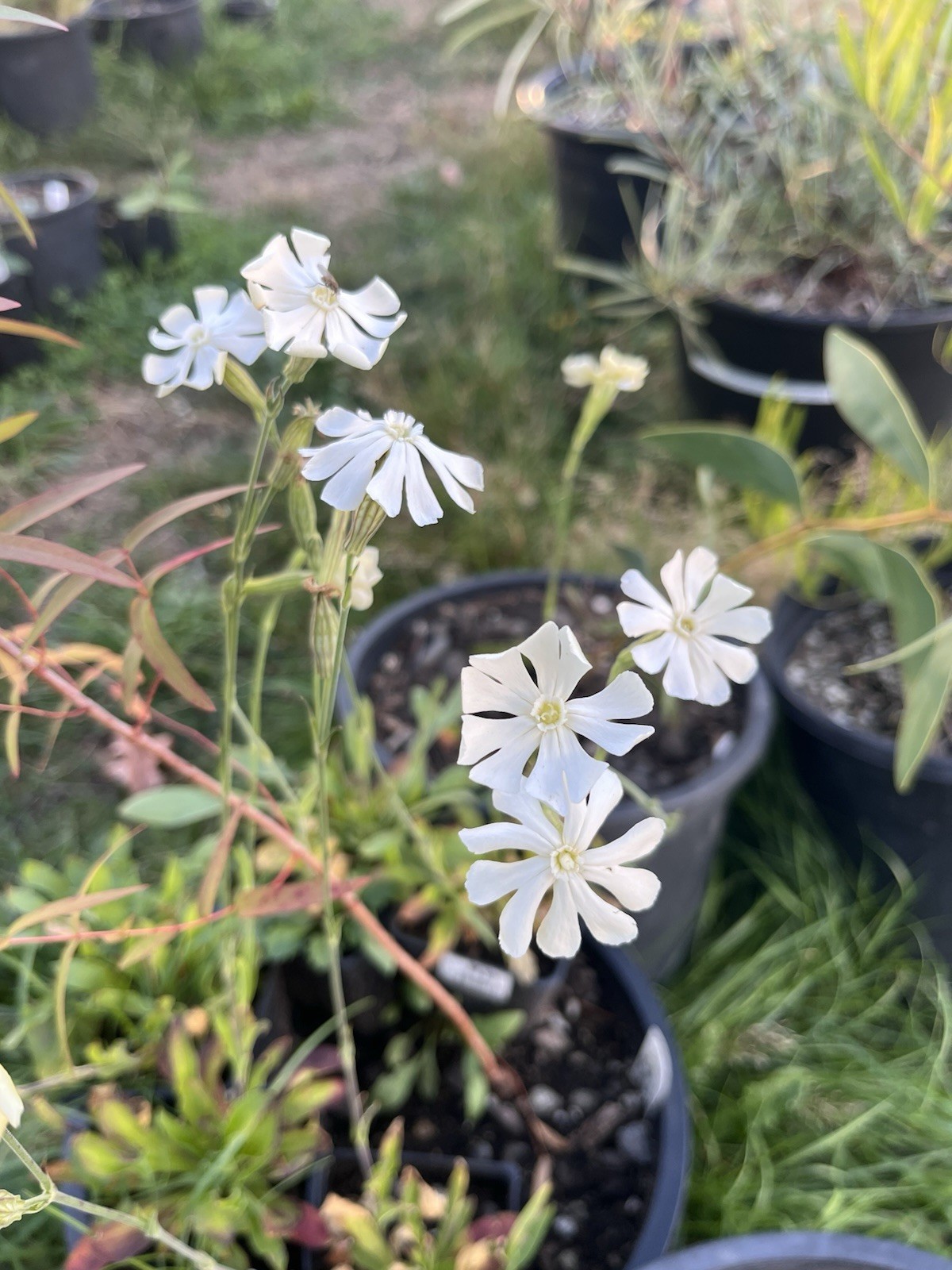 Garden Start Seed Variety Packs (PNW Native, Rare Exotic)