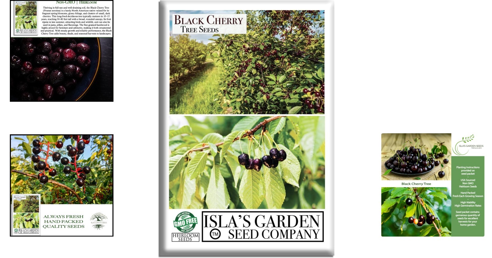 Prunus Serotina – 25+ Heirloom Black Cherry Seeds for Ornamental and Fruit Use